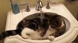 猫咪手欠，自己打开了水龙头，结果悲剧了！