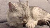 按摩中的猫咪被问到：办卡吗？只能戏精上身，各种撒娇耍无赖