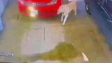 小狗看见主人驾车进车库，连忙将车库的门关上