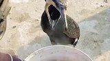 有种饿叫做奶奶觉得你饿