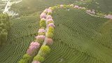 航拍福建龙岩最美山谷，10万株樱花同时盛开，一年就一次