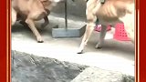 为了一个垃圾桶你们俩不至于吧，已经三个小时了