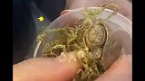 东北女子网购2只乌龟收到变冻干龟