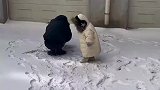 萌娃跟爸爸打雪仗闹着玩一下，没想到爸爸居然来真的，不讲武德