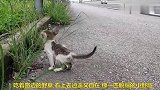 惊险！高速公路上玩耍的小猫咪，太狂野了