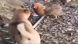 萌宠中华田园犬：鸡大嫂，我是跟你孩子闹着玩呢