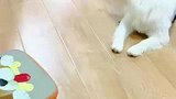 很好奇狗狗在照镜子的时候在想什么呢