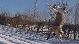 我家散养捕鼠能手平时的生活