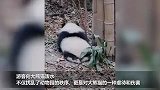 成都大熊猫基地首次发布禁止入园通报！国宝需要我们的珍惜与爱护