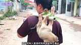 一男子将狗狗抓来后，扛肩膀上大摇大摆走在路上，这能算是人吗