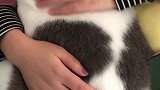 巨婴猫