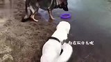 公狗看到好看的母狗呆住了，这是所有雄性的生物本能吗