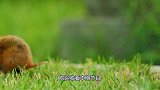 斑马幼崽遭狮子捕杀，母斑马一脚踢中脑门，差点当场“去世”