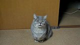 星奇8-20110711-超萌乞讨猫主人怎能忍心不给饭吃