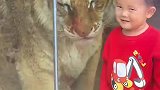 小朋友和小老虎隔着玻璃互动