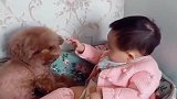 才1岁的宝宝，一言不合就霸占狗狗的窝，狗子都一脸无奈了