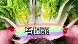 冬天冻不死的菜，您见过吗？