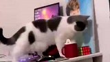 一只有强迫症的猫，是只文明的猫猫！