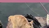 猫下次能不能处理好再给我，这是电动小飞鱼啊