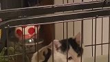 果然一切都逃不过真香定律，识时务吃饱肚