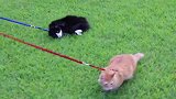 小哥脑洞大开，竟然用仓鼠来发电，猜猜结果怎么样