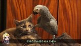 鹦鹉踩在猫咪头上，下一秒亮了，猫咪：在太岁头上动土活腻歪了