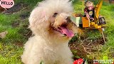 小狗汪汪因爱生恨制造困难，看小猴子比比如何机智化解