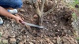 用枯树枝制作造型，水泥团围个槽，起初没看懂，完成之后真有个性