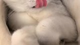 猫咪和团子一样都不喜欢老三的孩子，这一幕太逗了，忍住别笑