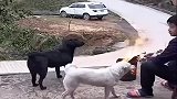 主人在门前烧火烤, 没想到小奶狗以为起火了