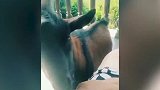 羊羊-你确定不管管