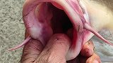 冬季正是拉老鲤的时候