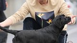 如何挑选拉布拉多 （11）背部 帝中海犬舍 鹏哥家鹏嫂