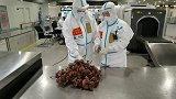 旅客从柬埔寨回国秒变背书包采“蘑菇”的通关者 成都海关：截留