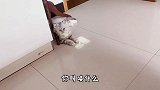 主人拿两只猫做对比，公猫直接生气，叫也叫不回来！
