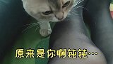 5个细节让我找出真相！原来我的猫已经……猫 萌宠 爱宠治愈季 剧情 剧情反转