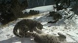 青海玉树拍到雪豹一家三口罕见同框 两幼崽打滚撒欢十分有爱