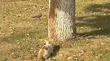 猫猫捕鸟，我在其后，吓吓它！