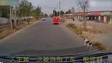 盘点监控拍下的爆笑瞬间：第一次被狗别了车，老司机们操作太秀了