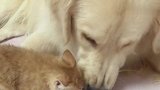 猫咪狗子你放开那鸡腿