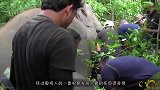 史上死得最憋屈的大象，知道死因后，人们却忍不住笑出了声