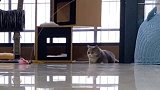 猫咪突然张开双手要抱抱？主人准备抱的时候猫咪却突然跳了起来！
