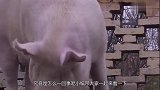 河南老农花11年养出“亚洲猪王”重达1688斤养不起也不想卖