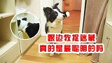智商第一的狗狗与主人捉迷藏，没想到智商和嗅觉它都没有用上