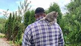 主人带猫咪去溜达，猫咪全程站在主人的肩膀上，主人的肩膀最安全