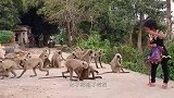 男孩给猴子喂食，结果食物不慎掉落，猴子立刻翻脸不认人