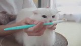 主人帮猫咪刷牙，猫咪不配合，主人只好放大招了