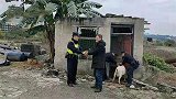 重庆渝北：半夜一群山羊直奔公路边，民警撸起袖子当羊倌