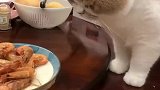 猫咪想吃虾，被女子阻止并训斥