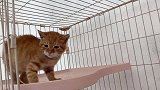真是父慈子孝啊！两个橘猫混在一起，场面太温馨了！